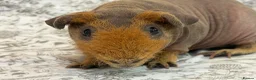 Guinea Pig rodents for sale: Skinny pig, werewolf and Baldwin youngsters/babies - Advert 6