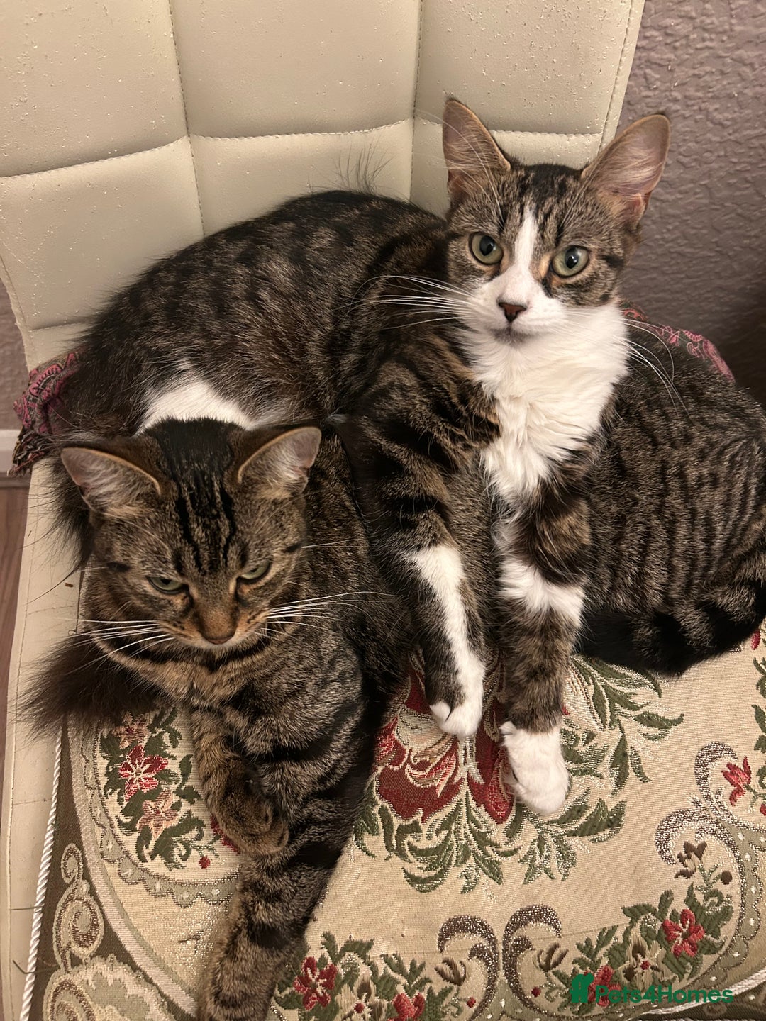 Mixed Breed cats for sale: Kittens available  - Image 1