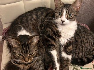 Mixed Breed cats - Advert 3