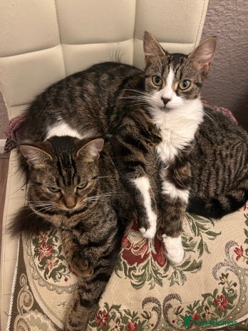 Mixed Breed cats - Advert 5