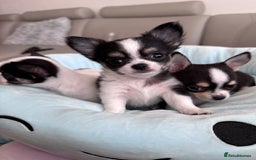 Chihuahua dogs for sale: Chihuahua  - Image 11