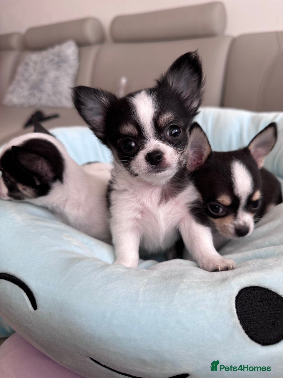 Chihuahua dogs for sale: Chihuahua  - Image 11