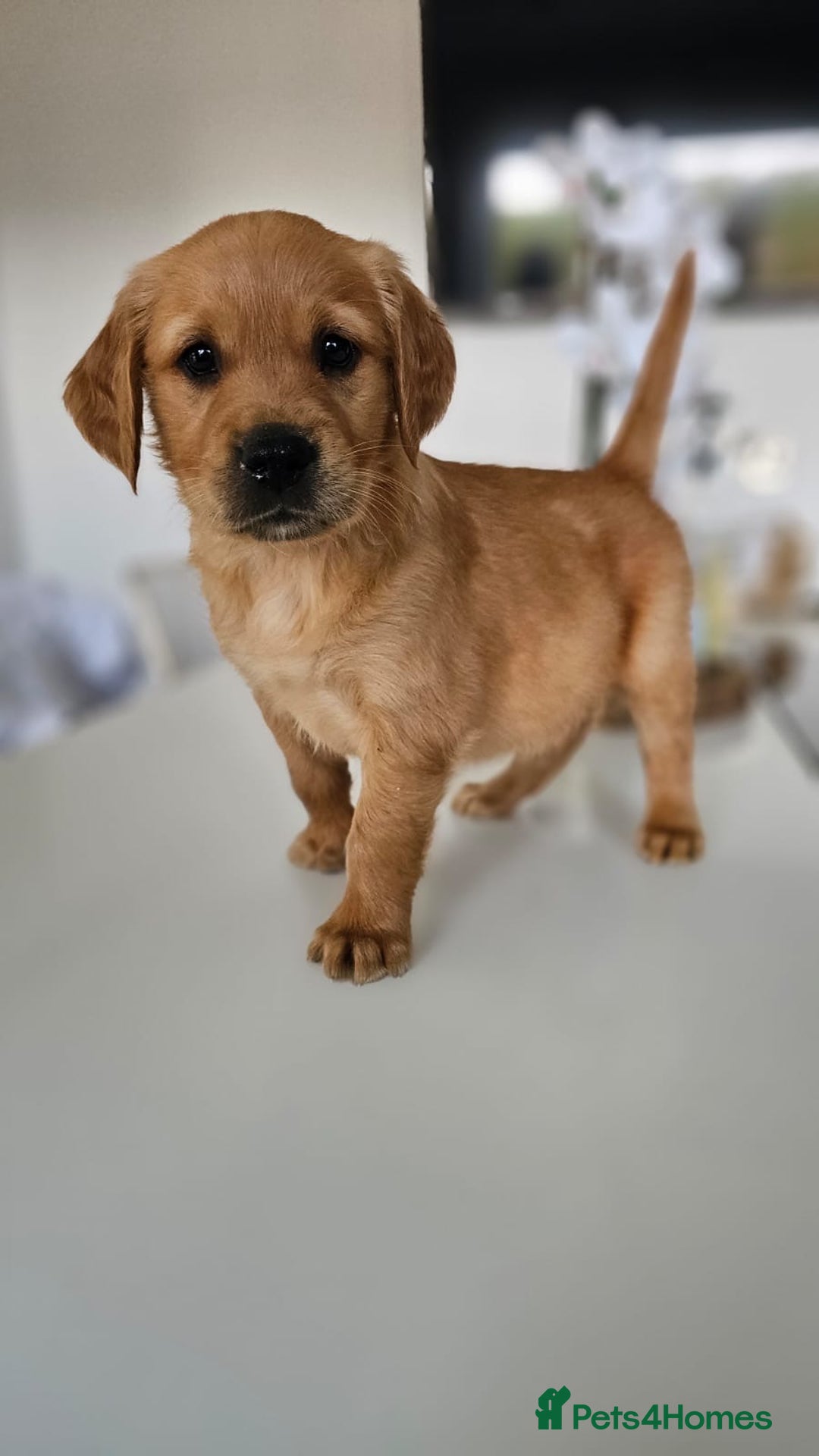 Golden Retriever dogs for sale: Golden Retriever Puppies  - Image 22
