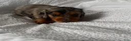 Miniature Dachshund dogs for sale: Outstanding litter of miniature sausage dogs  - Advert 17