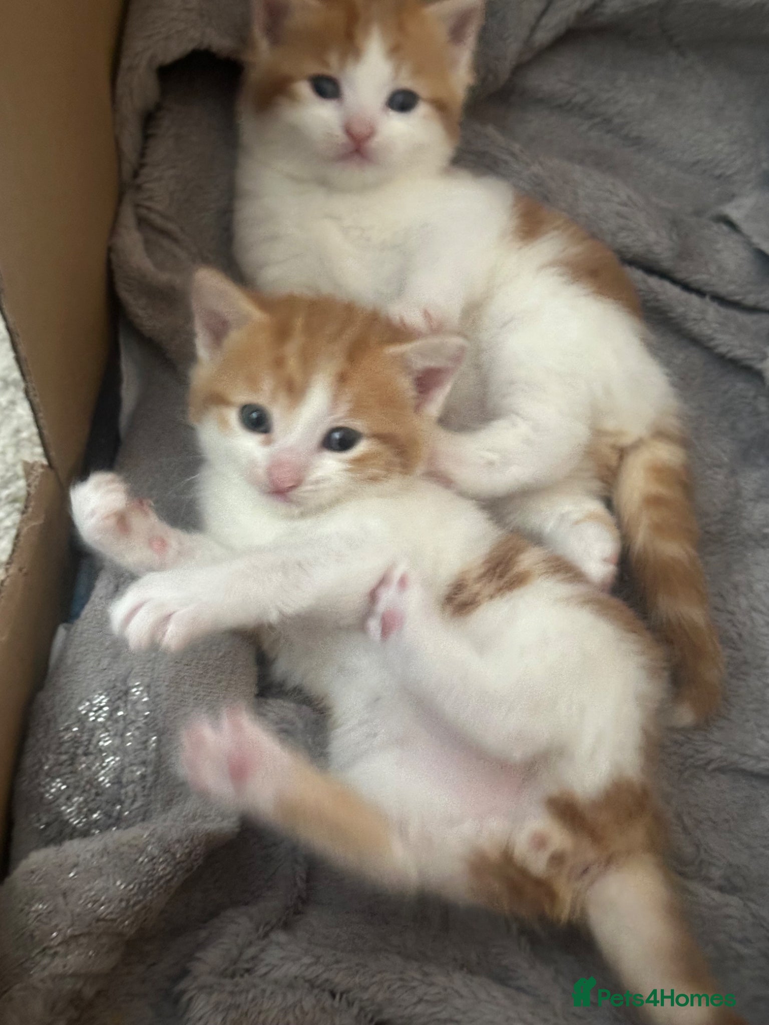 Turkish Angora cats Kittens for sale - Advert 1