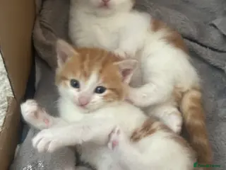 Turkish Angora cats Kittens for sale - Advert 2