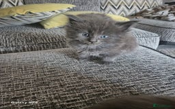 Maine Coon cats for sale: Gorgeous half  maincoon and ragdoll kittens  - Image 3