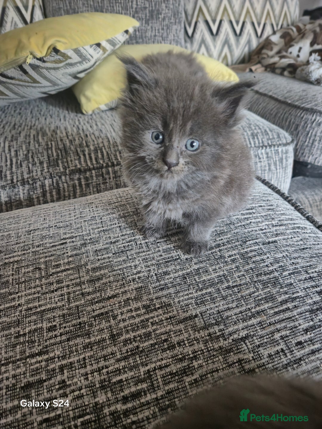 Maine Coon cats for sale: Gorgeous half  maincoon and ragdoll kittens  - Image 3