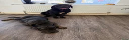 Cane Corso dogs for sale: Stunning Cane Corso  - Advert 4