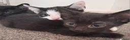 Mixed Breed cats for sale: 4 adorable playful kittens for sale - Advert 6