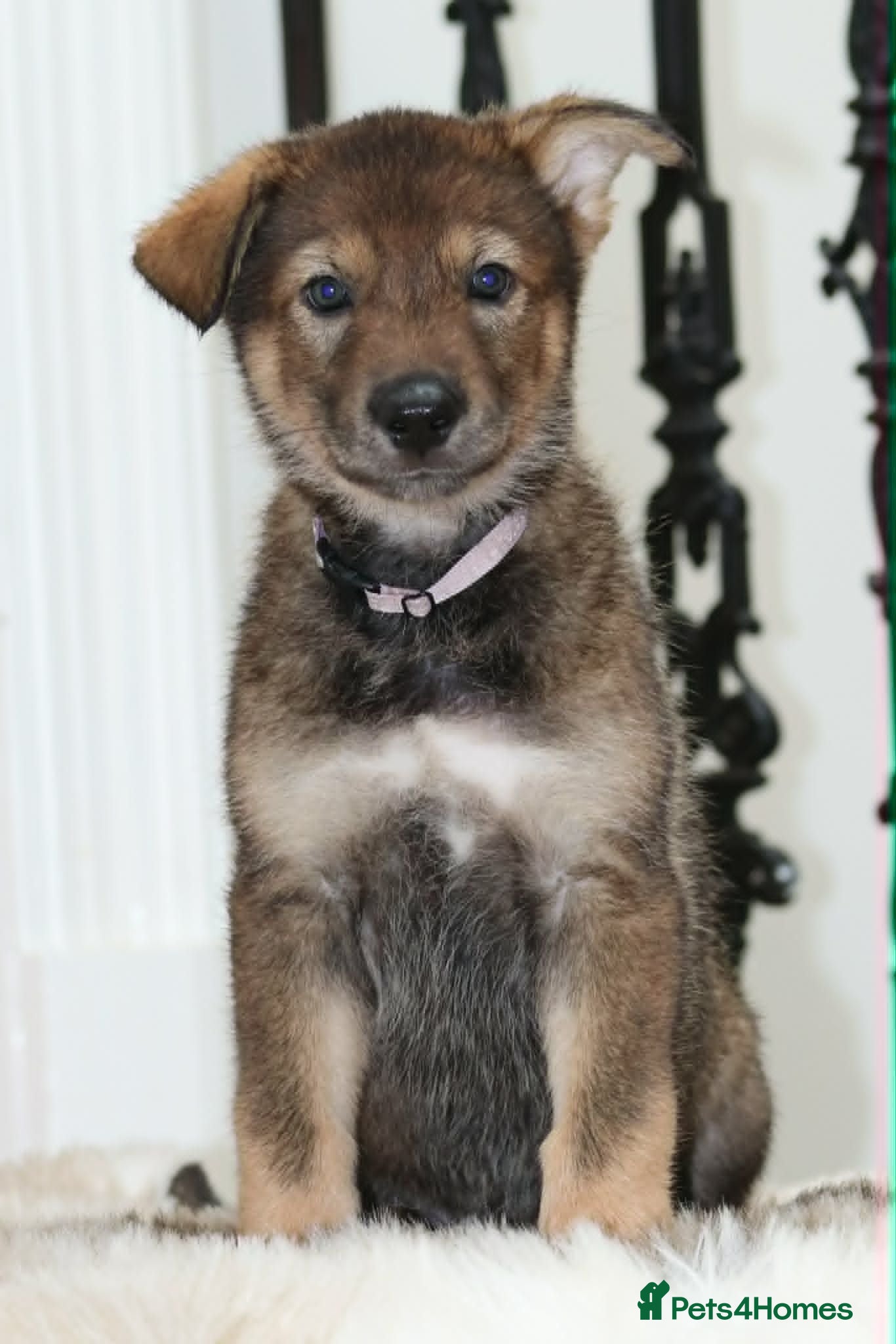 Saarloos Wolfdog dogs Timber Dog puppies - Advert 2