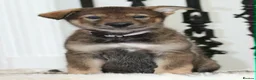Saarloos Wolfdog dogs for sale: Timber Dog puppies - Advert 6