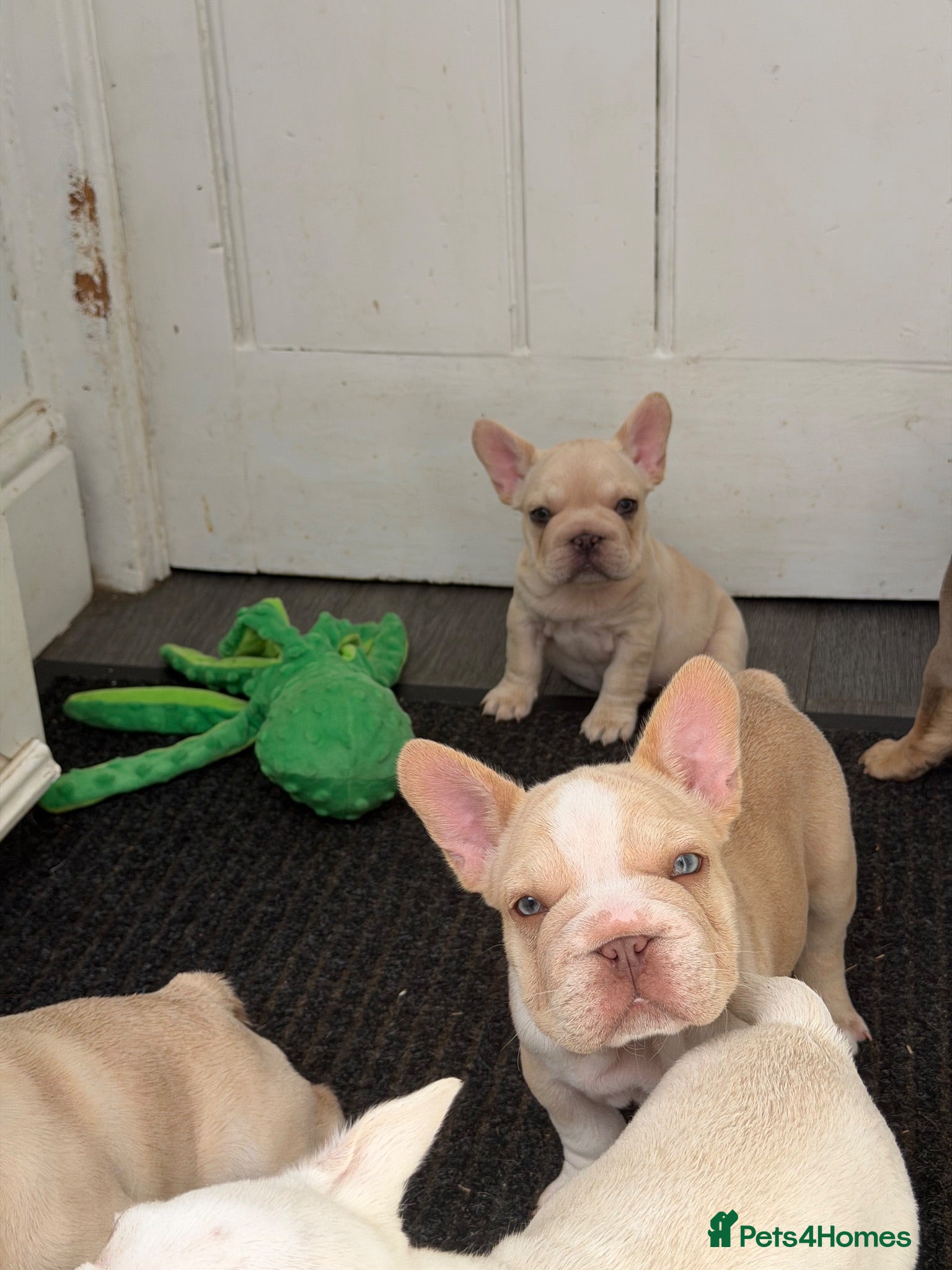 French Bulldog dogs Exotic French bulldog puppies/Health Tested Parent - Advert 2