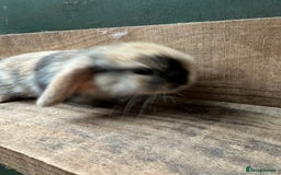 Mini Lop rabbits for sale: MINI LOP BUNNIES - PEDIGREE  - Image 27