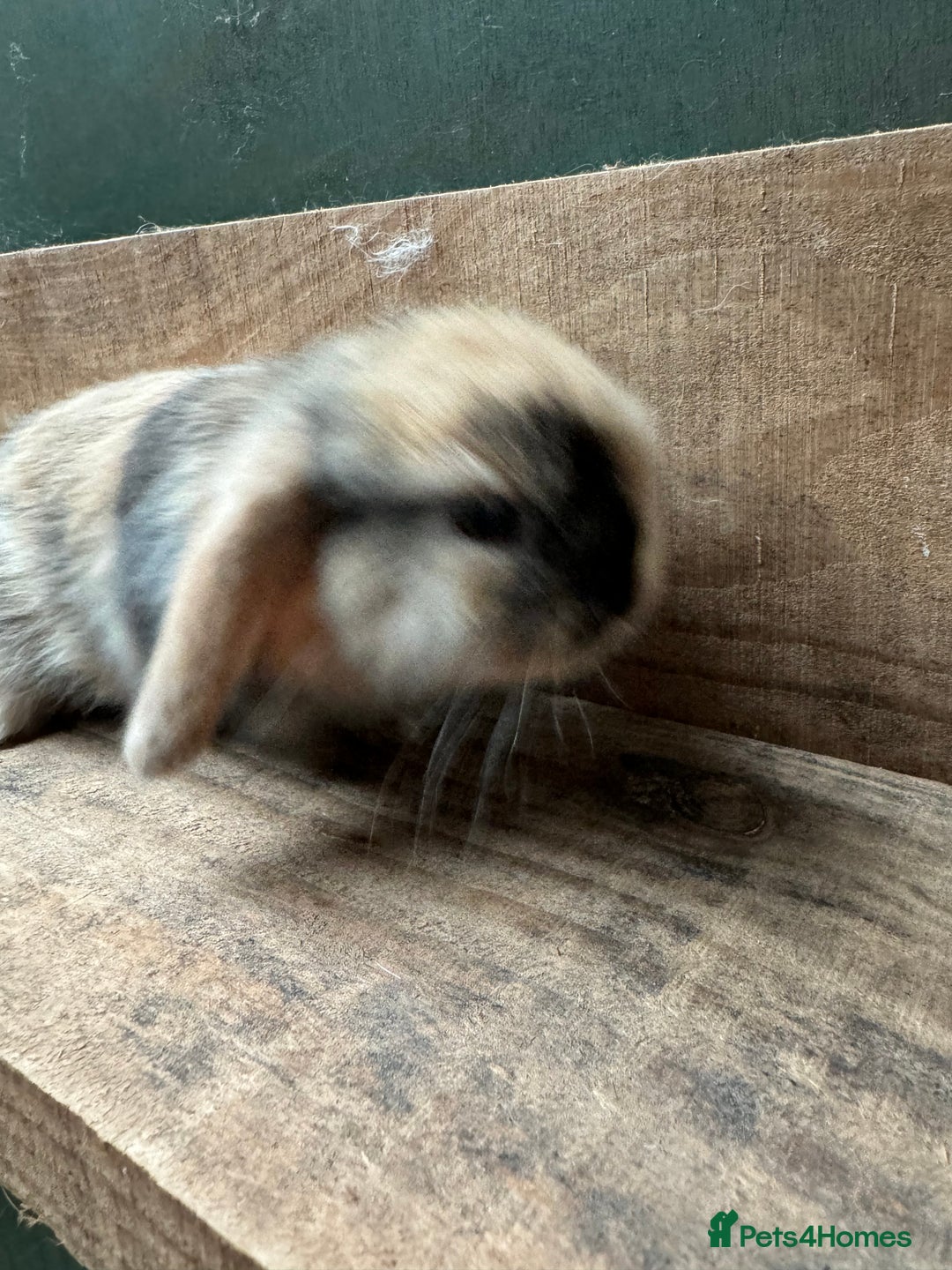 Mini Lop rabbits for sale: MINI LOP BUNNIES - PEDIGREE  - Image 27