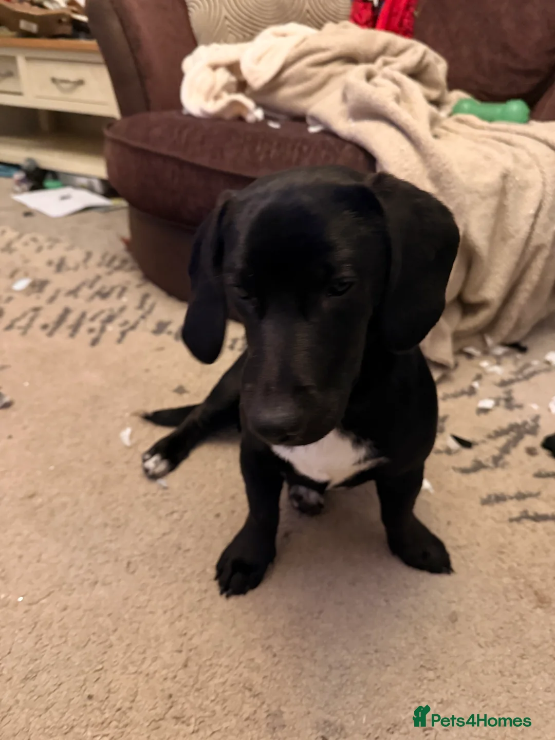 Mixed Breed dogs for sale: Puppy - Advert 3