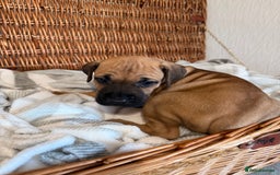 Mixed Breed dogs for sale: Came Corso X Puppies - Image 3