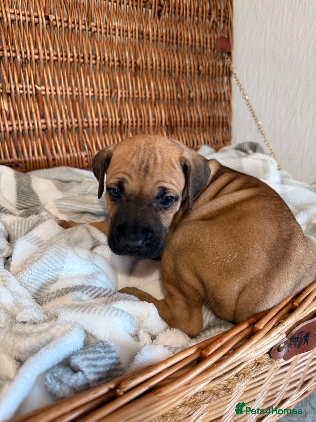 Mixed Breed dogs for sale: Came Corso X Puppies - Image 3
