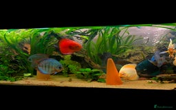 Killifish fish for sale: the fish that are in the photo Read the descriptio - Image 12