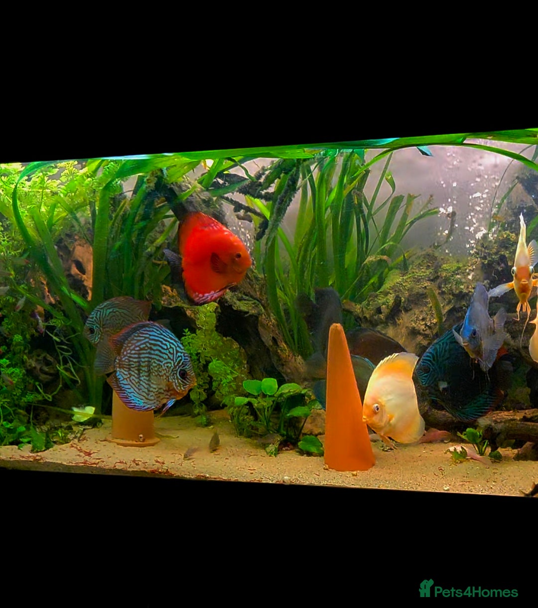 Killifish fish for sale: the fish that are in the photo Read the descriptio - Image 12