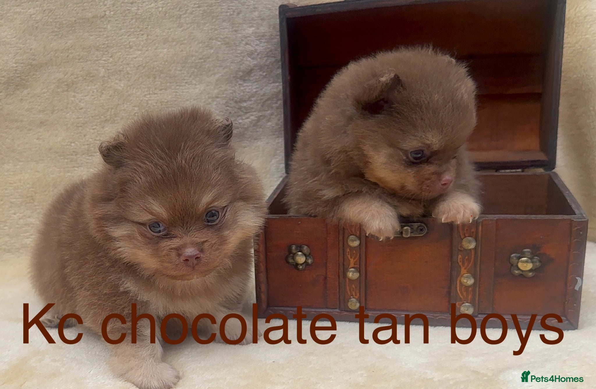 Pomeranian dogs Kc registered Pom babys 5 weeks old x - Advert 15