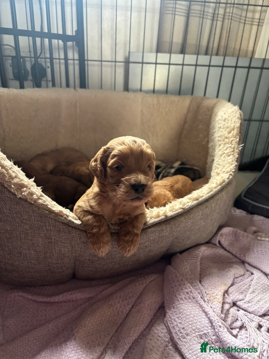 Cockapoo dogs for sale: Gorgeous F1 cockapoos 🤍 - Advert 2