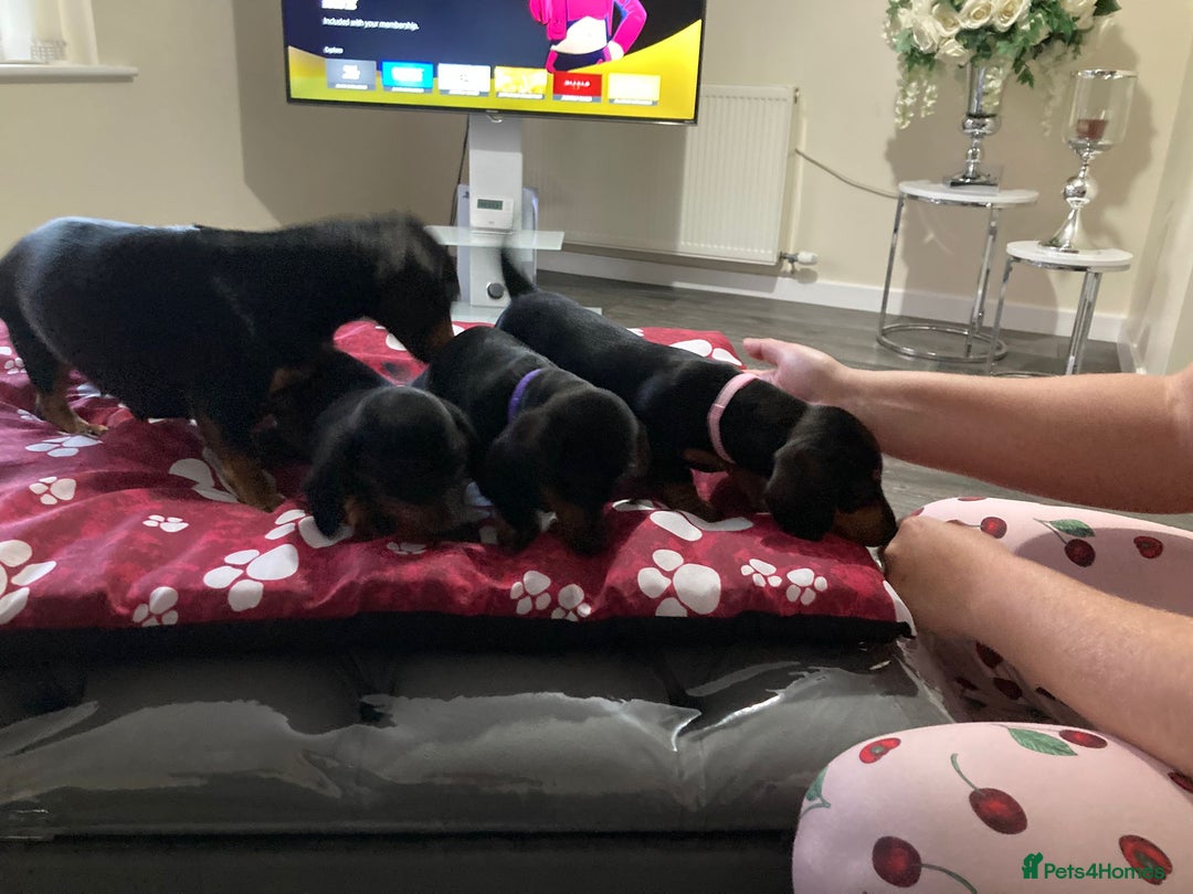 Dachshund dogs for sale: Dachshund Girl Puppies Absolutely Gorgeous  - Image 4