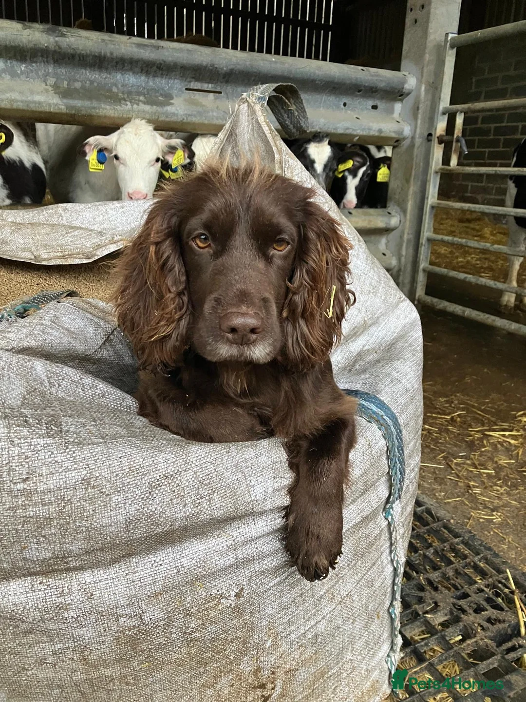 Cocker Spaniel dogs for sale: 3 Cocker Spaniel Puppies - Advert 2