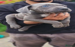Cane Corso dogs for sale: Stunning Blue Cane Corso Puppies  - Image 2