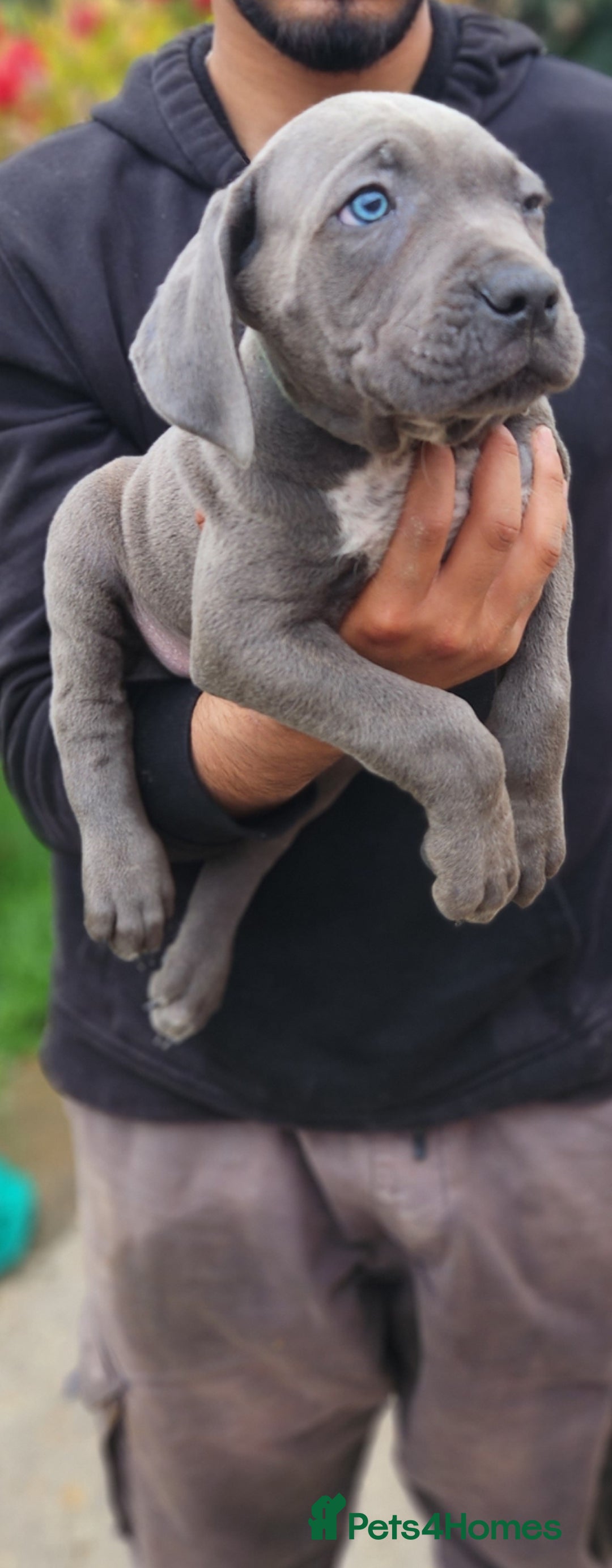 Cane Corso dogs for sale: Stunning Blue Cane Corso Puppies  - Image 2