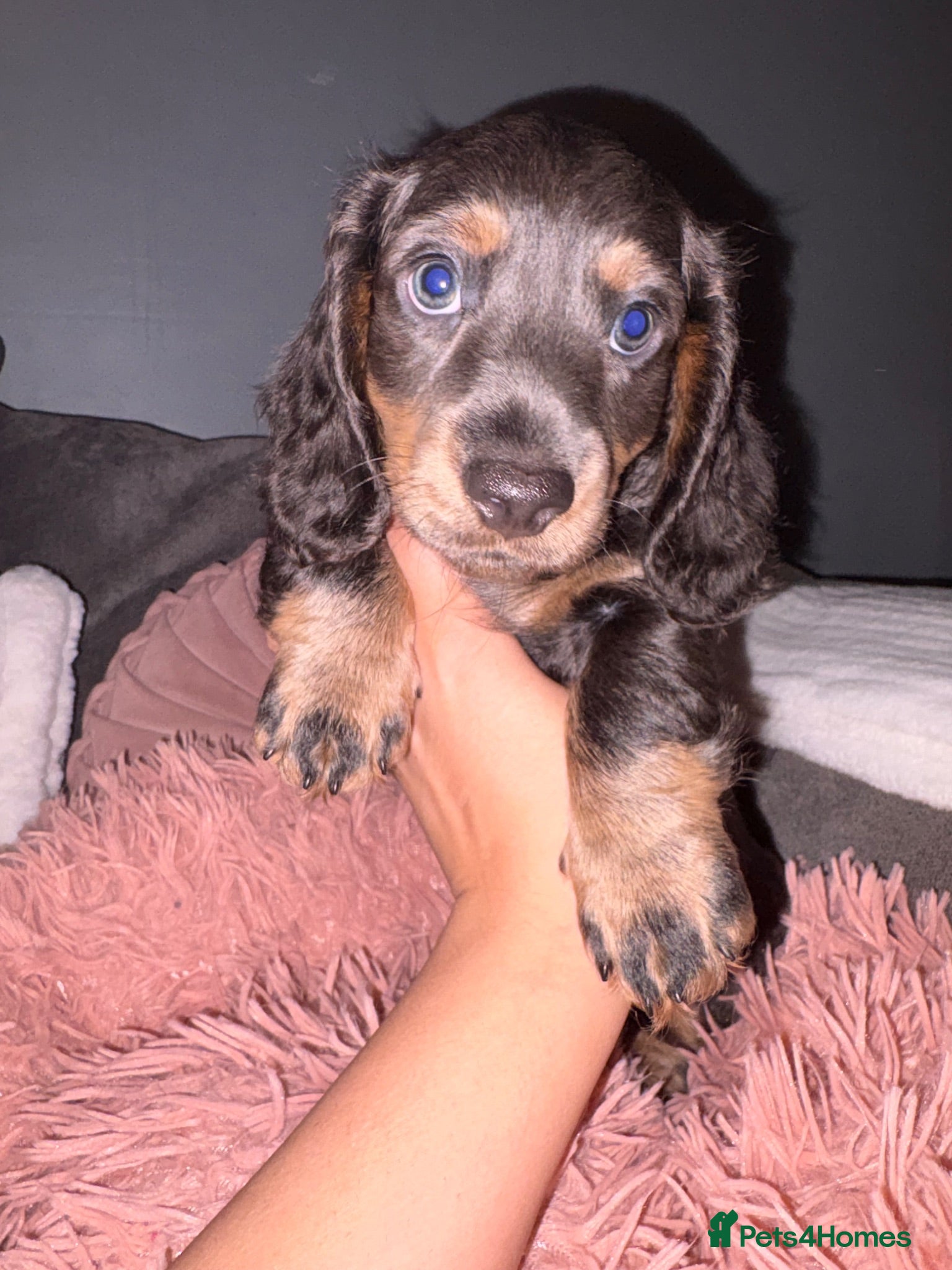 Miniature Dachshund dogs Ready now Reduced !!Beautiful well loved babies  - Advert 2