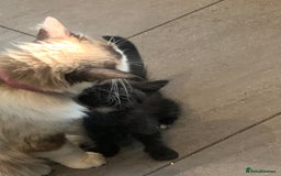 Ragdoll cats for sale: Ragdoll x - Image 10