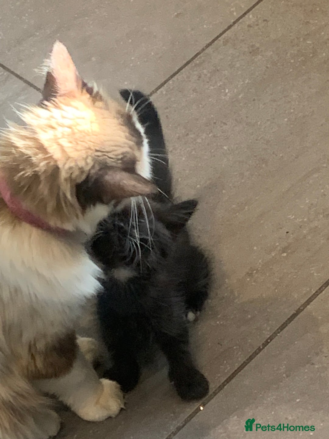 Ragdoll cats for sale: Ragdoll x - Image 10