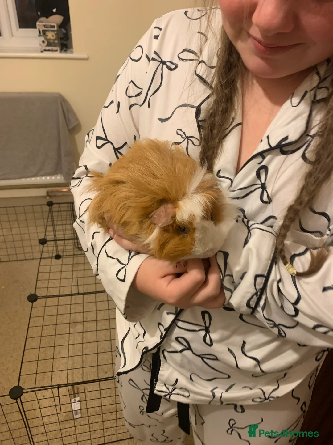 Guinea Pig rodents for sale: Pair of male Guinea pigs  in Sherborne - Advert 3