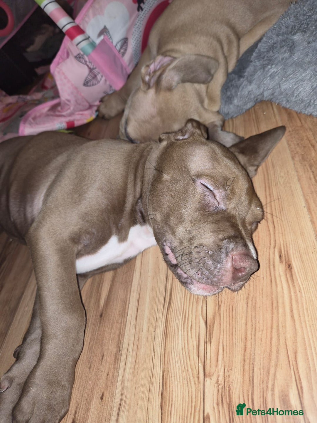 American Bulldog dogs for sale: 11 little hearts need their forever home - Advert 24