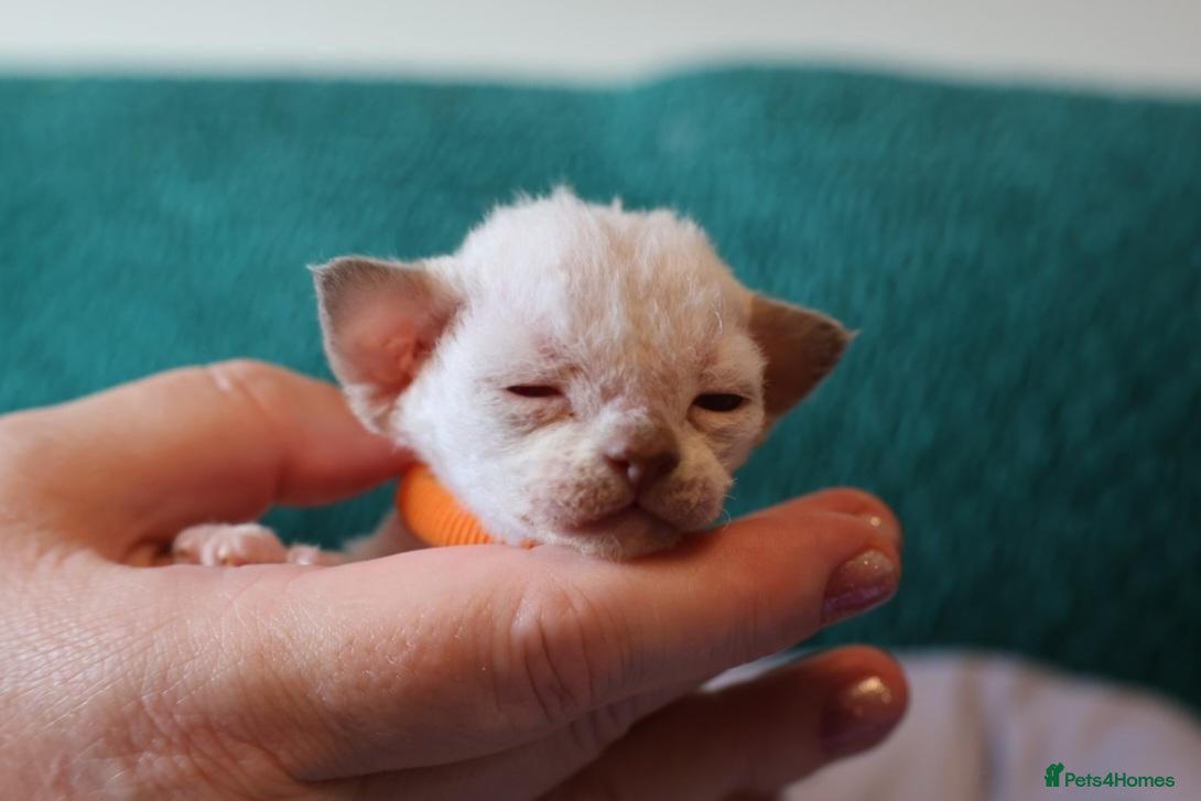 Devon Rex cats Devon rex kittens FIFE registered/spayed - Advert 2