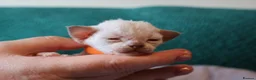 Devon Rex cats for sale: Devon rex kittens FIFE registered/spayed in Rainham - Advert 2