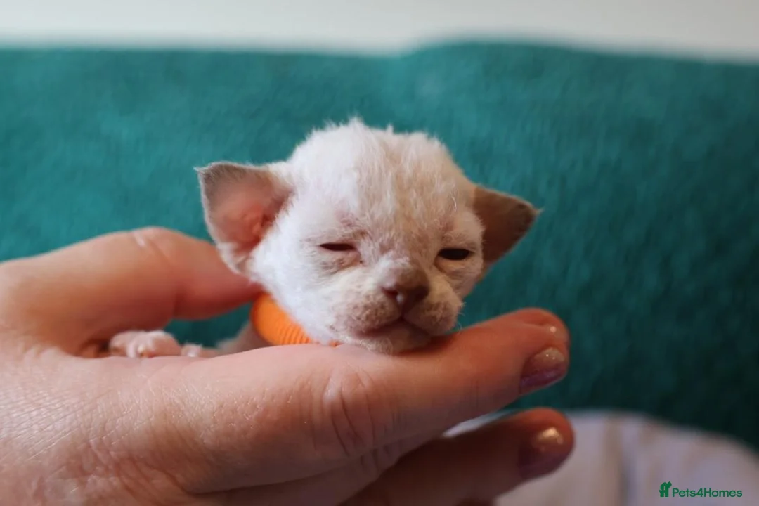 Devon Rex cats for sale: Devon rex kittens FIFE registered/spayed in Rainham - Advert 2