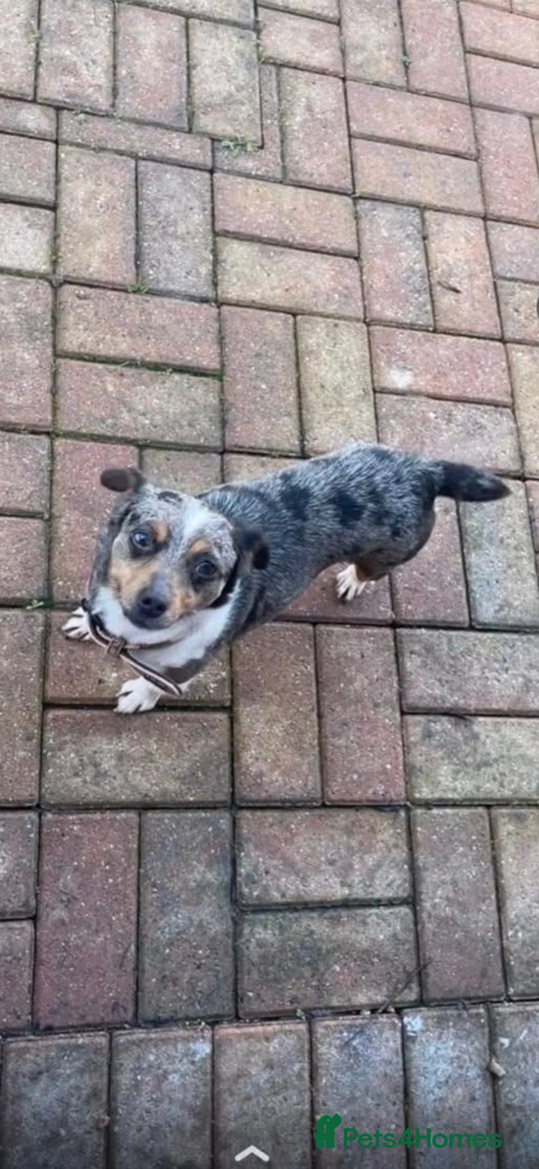 Jack Russell dogs for sale: Jack Russell  - Advert 1