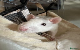 Rat rodents for sale: 4 Male Rats for adoption - Image 5