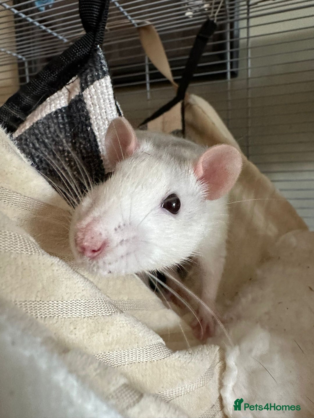 Rat rodents for sale: 4 Male Rats for adoption - Image 5
