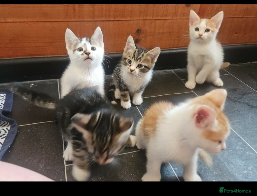 Mixed Breed cats Kittens  - Advert 1