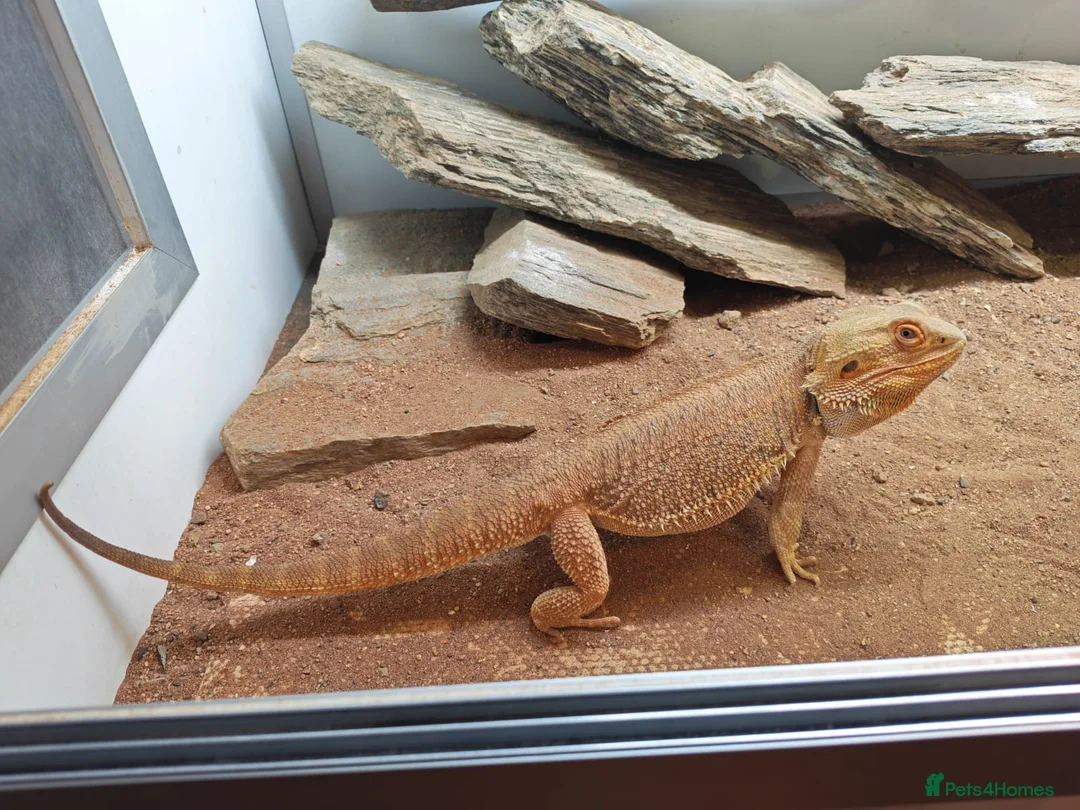 Bearded Dragon reptiles for sale: Bearded Dragaon With Complete Setup in London - Advert 2