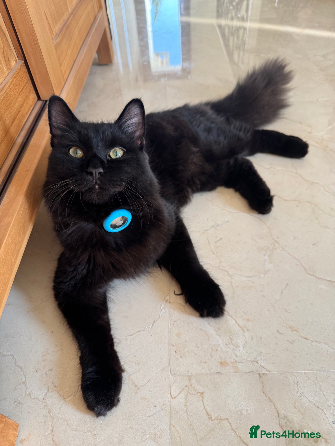 Siberian cats for sale: Affectionate Siberian-Mix Kitten (12 Months) - Advert 1