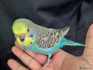 Budgerigars birds Hand tamed baby budgies for sale - Advert 2