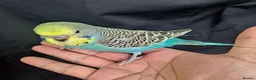 Budgerigars birds for sale: Hand tamed baby budgies for sale  - Advert 1