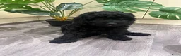 Cavapoo dogs for sale: READY NOW Beautiful f1b black Cavapoos DNA Clear  - Advert 7