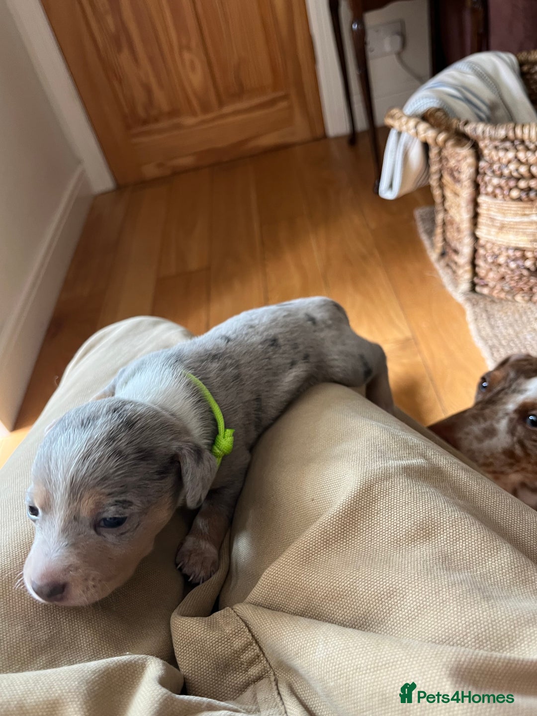 Miniature Dachshund dogs for sale: 💕🐕Beautiful Miniature Dachshund puppies - Image 11