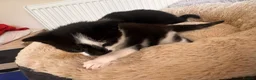 Domestic Shorthair cats for sale: Beautiful kittens(girl and boy) - Advert 7