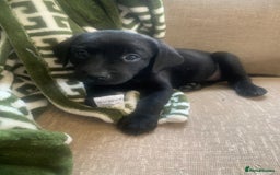 Labrador Retriever dogs for sale: KC Labrador puppies Ready now 🐾Fully vaccinated  in Skegness - Image 19